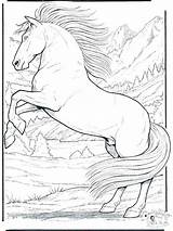 Coloring Pages Horse Wild Printable Jumping Horses Detailed Adults Herd Show Getcolorings Print Colorings Color Getdrawings sketch template