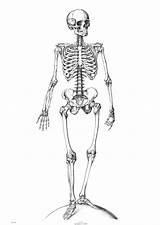 Skeleton Coloring Pages Printable Kids Skeletons Print Bones Skelett Squelette Anatomy Malvorlage sketch template