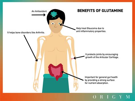 Benefits Of L Glutamine Before Bed Advantagetrend