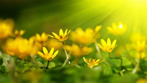 Yellow Flowers Wallpapers High Quality Download Free