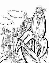 Corn Coloring Field Pages Cornfield Stalk Fields Drawing Template Clipartmag Drawings Popular 64kb 640px sketch template