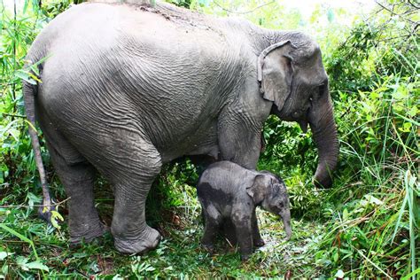 elephants  paradise emotionalizing animals  death bedlam farm