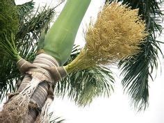 pin  palm tree seedsto plant  eat  fruit