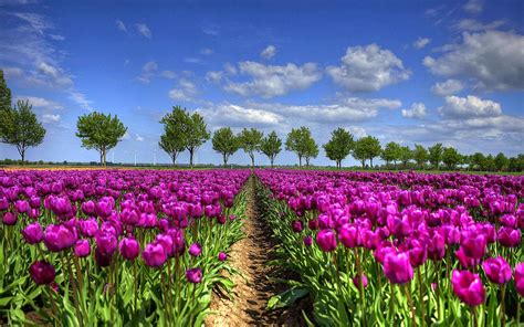 veld vol hollandse tulpen  de lente  hd wallpaper