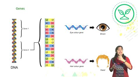 BiologÍa Organización Del Material Genético Adn Genes Cromosomas