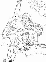 Orangutan Onlinecoloringpages sketch template