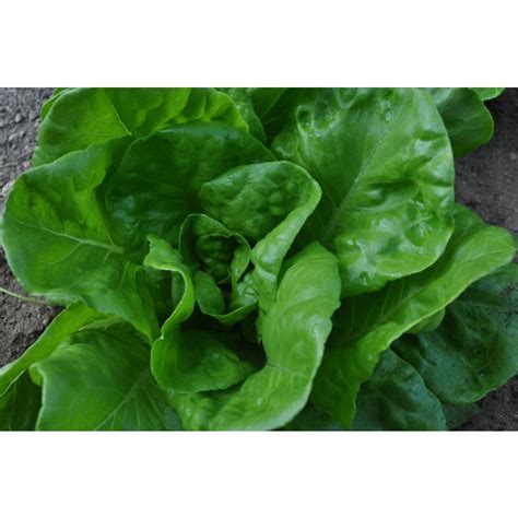 lettuce seeds lettuce seed packets