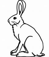 Hare Clipart Lepre Outline Printable Snowshoe Applique Artic Animals Hares Disegni Lepri Colorare Px Conigli sketch template