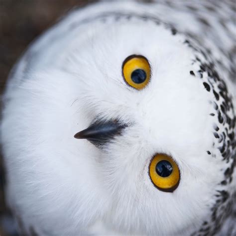 snowy owls    largest observed migrations  united states