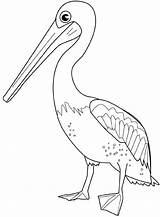 Pelican Coloring Pages Drawings Bird Kids Drawing Color Birds Search Google Print Printable Colouring Template Gif Animal sketch template