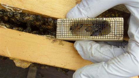 Successful Honeybee Queen Introduction Eandm Gold Beekeepers
