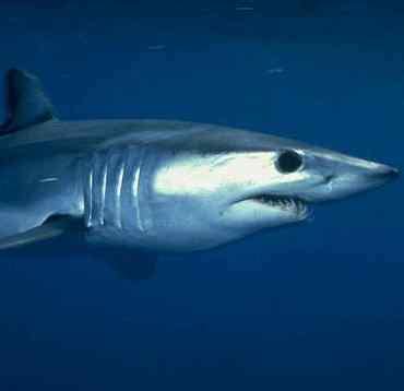 shortfin mako shark information pictures  mako sharks