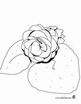 Begonia Coloriage Fleur Hellokids Lys Designlooter Margaritas Imprimer Línea Colorier sketch template