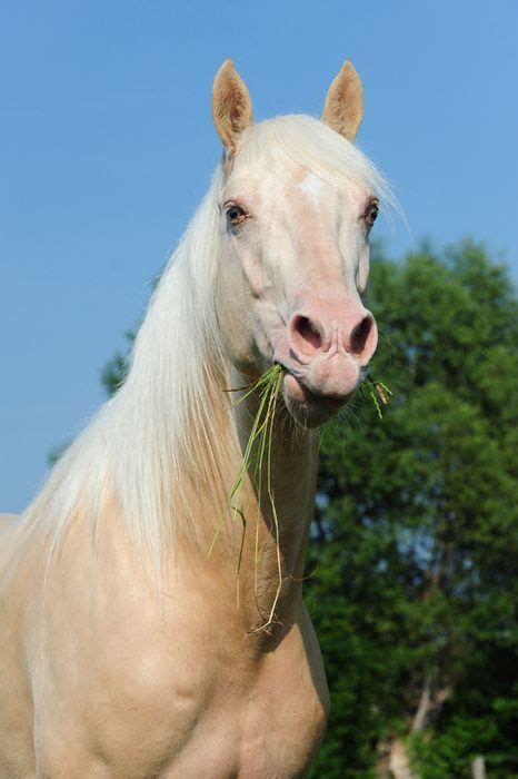 cremello horse google search horses id love