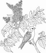 Coloring Pages Birds Finch Flowers Printable Flower Bird Drawing Purple Yellow State Hampshire Dessin Kids Gif Lilac Supercoloring Tree Pencil sketch template