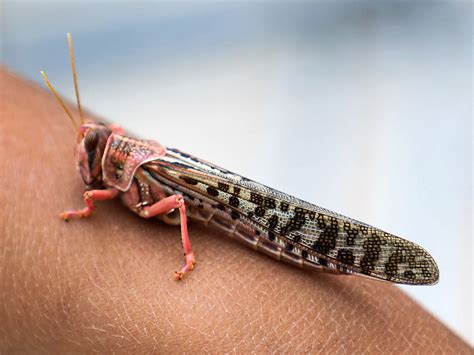 control locusts   growing crops  dont  waer
