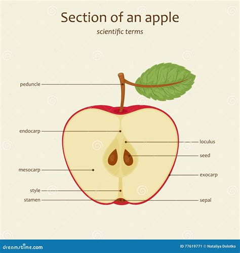 apple parts names vector stock vector illustration  learn