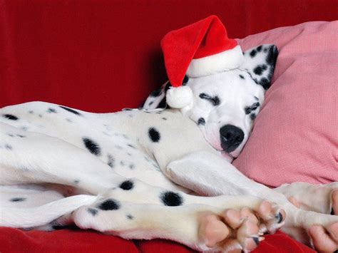dalmatians cover  facebook dalmatian dogs cute cats  dogs christmas animals