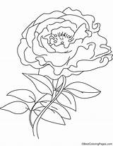 Peony Coloring Pages sketch template