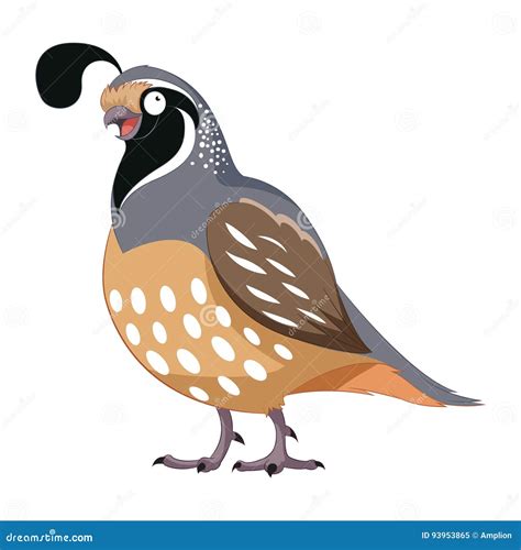 quail cartoons illustrations vector stock images  pictures