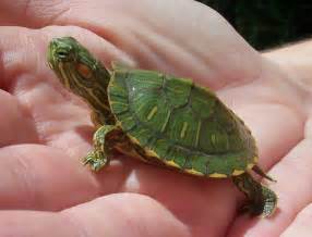 Angie Kay Dilmore: Baby Turtle Finds a Home