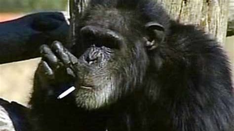 rauchender schimpanse charlie gestorben welt