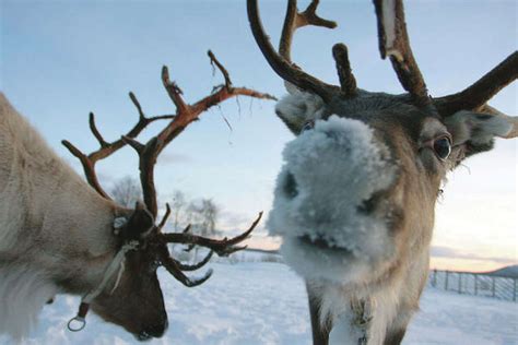 people  reindeer  caribou     animal