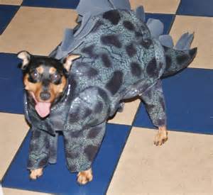 farkcom  tmzs annual dog halloween costume contest