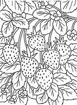 Coloring Berries Vegetables Strawberry sketch template