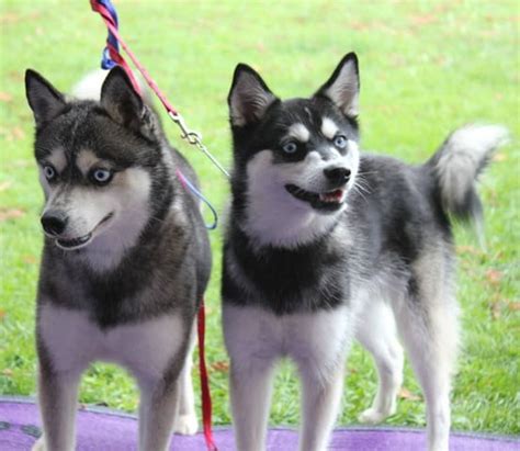 Pomsky Pomeranian And Siberian Husky Mix