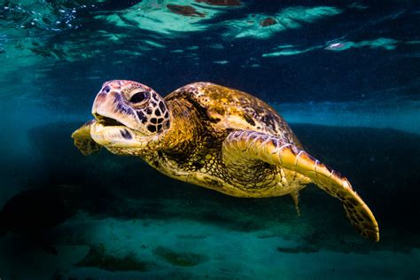 14 Cool Facts About Hawaiian Green Sea Turtles Pata Sudaka Surf Trips