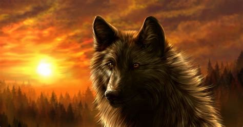 dark wolf wallpaper  hd wallpapers