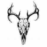 Skull Deer Drawing Outline Buck Clipart Tattoos Skulls Realistic Cliparts Tattoo Animal Drawings Reindeer Clip Designs Sketch Computer Crane Calaveras sketch template