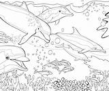 Dolphin Dolphins Colorat Malvorlagen Reef Delfini Delfine Depositphotos Verbnow Dauphins Corail Pesti Gradinita Sea Fise Lucru sketch template