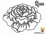 Coloring Rose Pages Flower Printable Roses Flowers Hard Adults Hearts Drawing Big Print Hawaiian Colouring Sheet Popular Fun Color Getdrawings sketch template