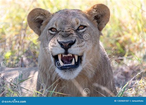 lion   mane botswana africa safari wildlife stock image image