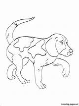 Beagle Coloring Pages Kerry Dog Printable Breed Color Getcolorings Loves Those Book Who sketch template