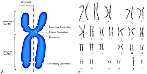 schematic human chromosome biological science picture directory pulpbitsnet