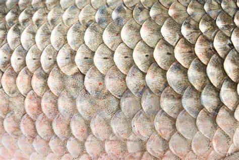 fish scales stock image image  background study isolated