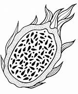 Pitahaya Fruits Obst Malvorlage Fruta Exotic Adul Canstockphoto Comps sketch template