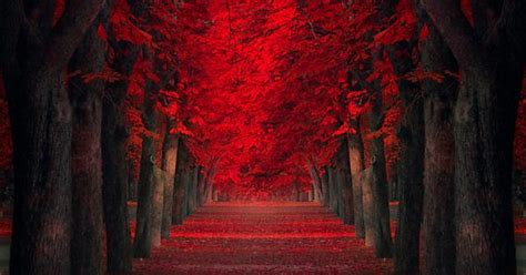 Red Maples Trees Path Imgur