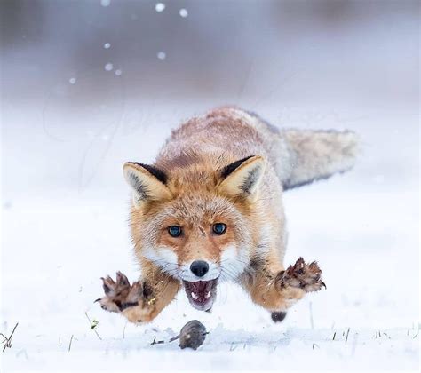fox catching  mouse   snow rfoxes