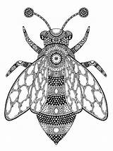 Bee Zentangle Dimmett Adults Janelle Mandala Mycoloring sketch template