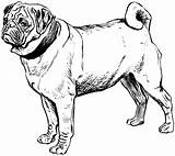 Coloring Pages Dog Pug Puppy Drawing Mastiff Printable Line Color Drawings Colouring Kids Breed Collie Clipart Draw Domain Public Dogs sketch template