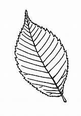 Leaf Elm Clipartmag sketch template