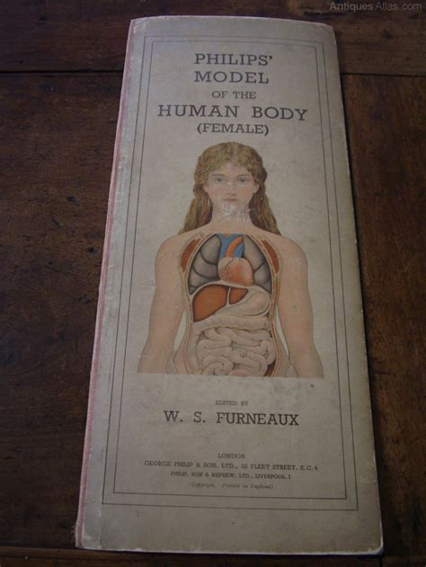 Antiques Atlas Philips Model Of The Human Female Body