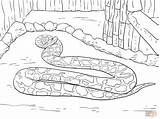 Python Coloring Pages Burmese Mamba Ball Snake Drawing Printable Realistic Clipart Color Kids Snakes Supercoloring Online Super Popular sketch template