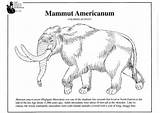 Coloring Mammoth American Pages sketch template