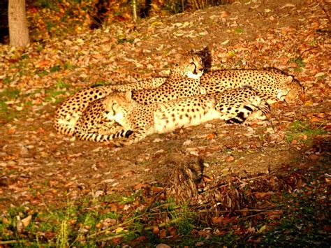 ourtravelpicscom travel  series hilvarenbeek photo  cheetahs