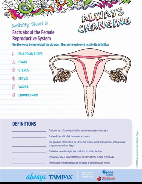 50 The Female Reproductive System Worksheet